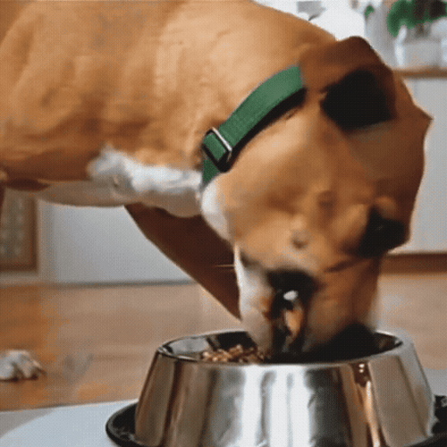 CalmiBowl - Das Anti-Heißhunger Produkt